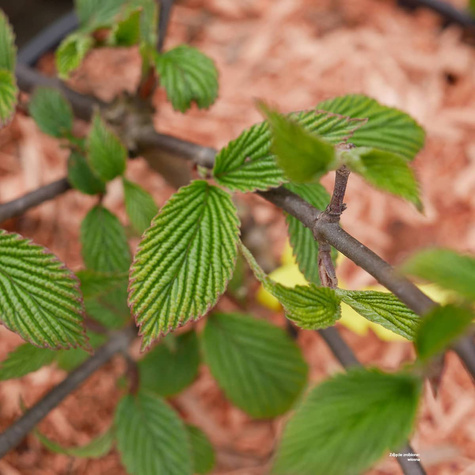 Kalina japońska Cascade (C2)