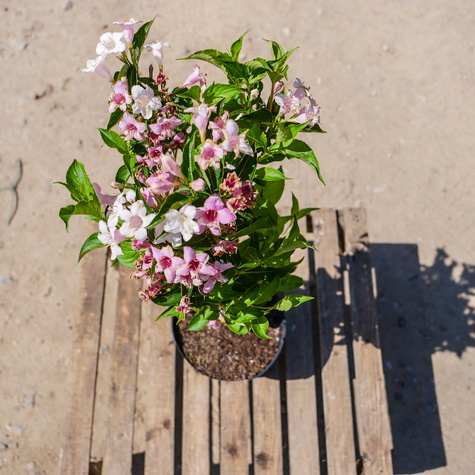 Krzewuszka cudowna Caricatura (C2)