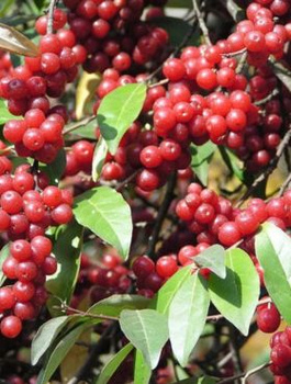 Oliwnik baldaszkowy Miododajny (C2)