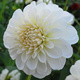 Dalia dekoracyjna White Perfection biała