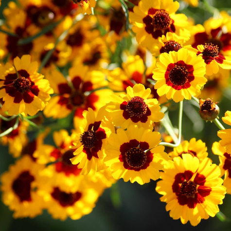 Nachyłek wielkokwiatowy Sunfire (C2)