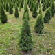 Tuja Szmaragd Thuja Smaragd Silver