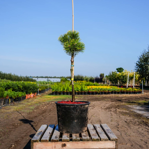 Sosna kosodrzewina Winter Gold szczepiona na pniu Pa 30