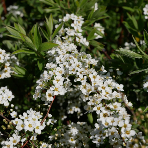 Tawuła wczesna (P9)