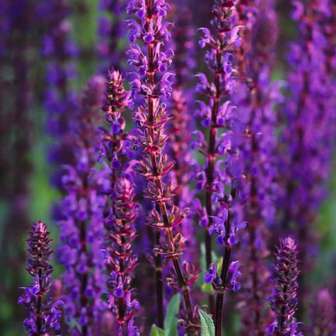 Szałwia omszona fioletowo-niebieska 0,2g