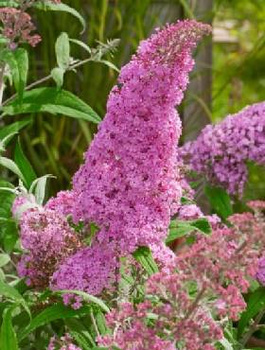 Budleja Dawida Pink Cascade (C2)