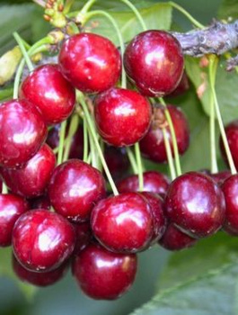 Czereśnia Early Korvik odporna na choroby Plant Pack