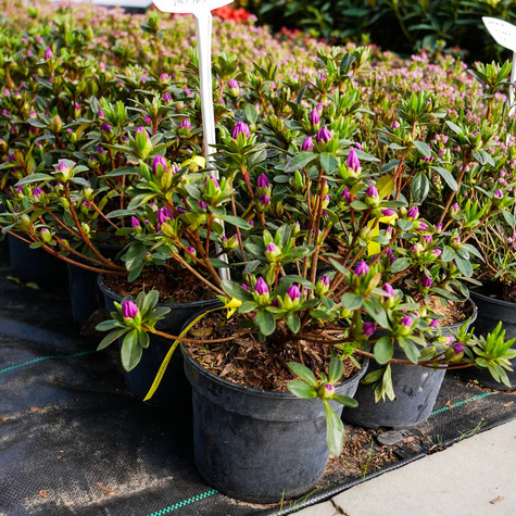 Azalia japońska 'Orlice'