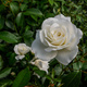 Róża pnąca Biała typu Ice w doniczce