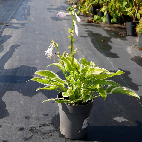 Funkia Hosta So Sweet (C2)