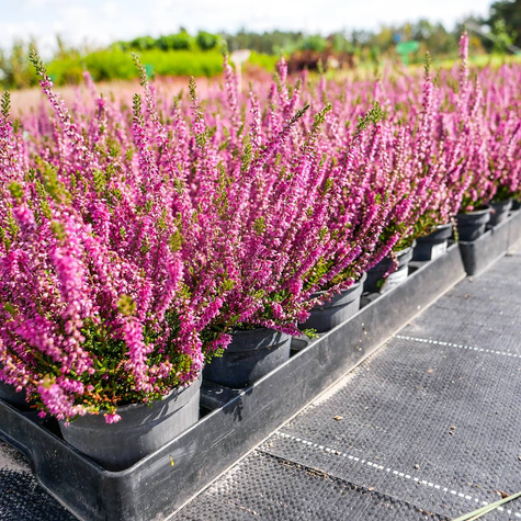 Wrzos pospolity Allegro różowy pączkowy