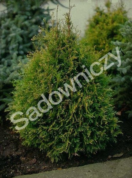 Thuja Tuja Żywotnik zachodni Stolvijk (C2)