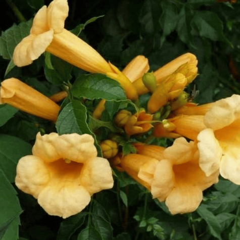 Milin amerykański Judy doniczka C2