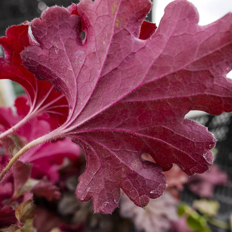 Żurawka ogrodowa Northern Exposure (C2)