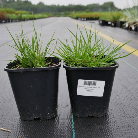 Rozplenica japońska Peppa Pig (C2)