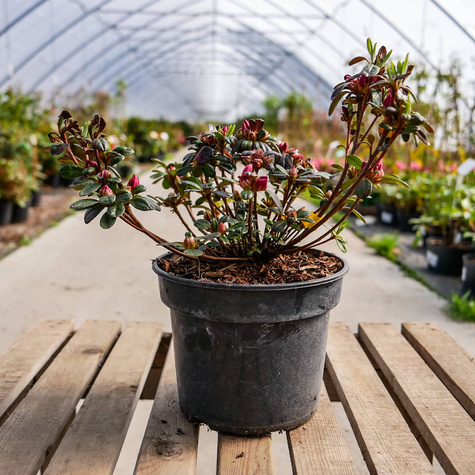 Azalia japońska ciemno-czerwona Krwista (C2)