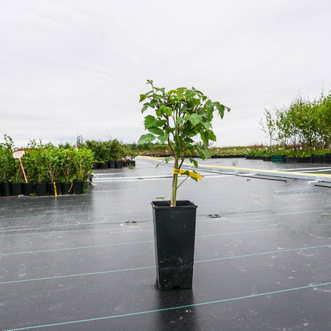 Malina purpurowa Glen Coe (C2) bezkolcowa