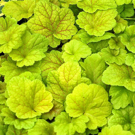 Żurawka ogrodowa Electric Lime (C2)