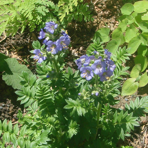 Wielosił błękitny Blue Whirl (C2)