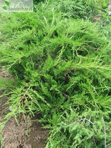 Jałowiec pośredni Mint Julep (P9)