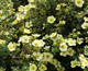 Pięciornik krzewiasty Primrose Beauty (C2)