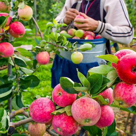 Jabłoń Pirross Plant Pack