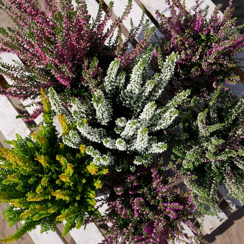 Zestaw 6 x Wrzos pospolity mix kolorów sadzonki