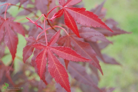 Klon palmowy czerwonolistny (C2)