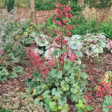 Żurawka amerykańska Dale's Strain (C2)