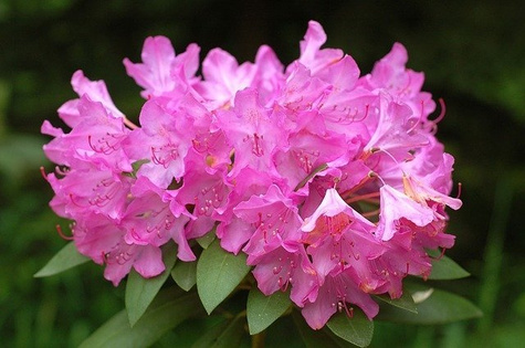 Rododendron różowy (C2)
