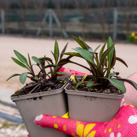 Aster krzaczasty Jenny różowy (C2)