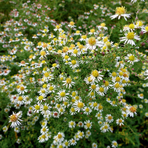 Aster wrzosolistny Golden Spray biały (C2)