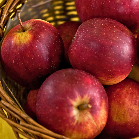 Jabłoń Jeronimo Red Delicious Plant Pack