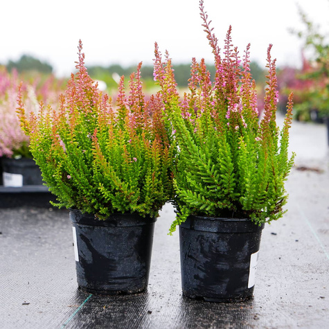 Wrzos pospolity Skyline Monaco