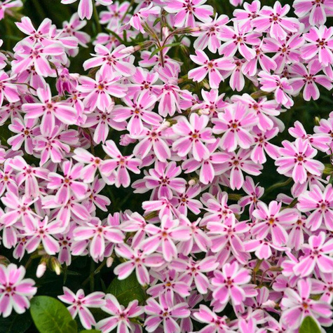 Płomyk szydlasty Floks Candy Stripes (C2)