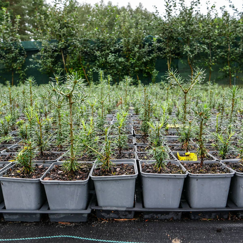 Jodła balsamiczna P9