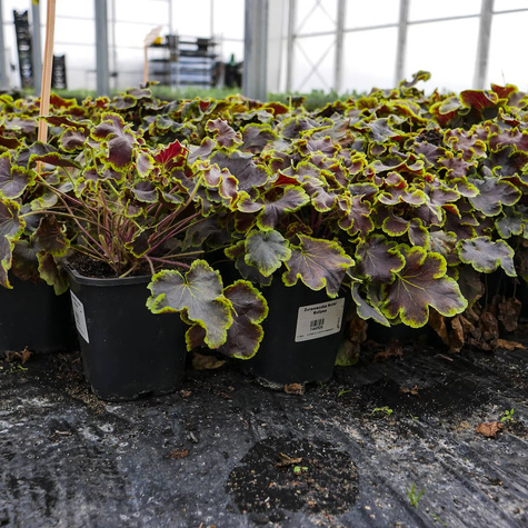 Żuraweczka Solar Eclipse (C2)