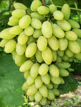 Winorośl winogrono Timur (C2)