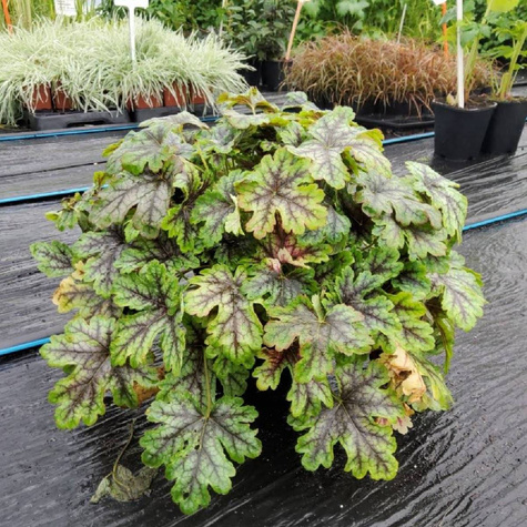 Żuraweczka ogrodowa Tapestry (C2)