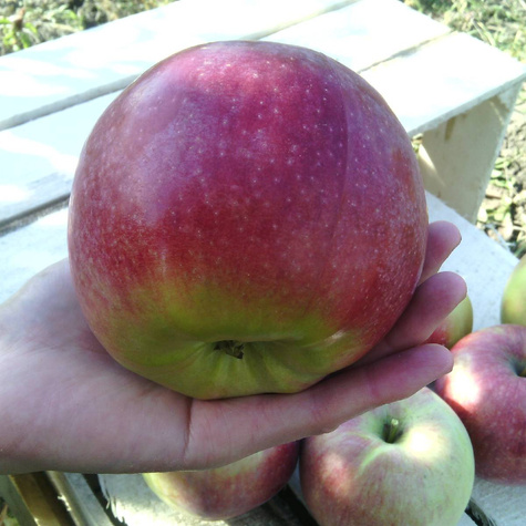 Jabłoń Dark Ligol w doniczce C2