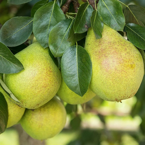 Grusza Lukasówka odporna PLANT PACK