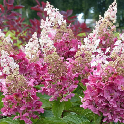 Hortensja bukietowa Confetti (C2)