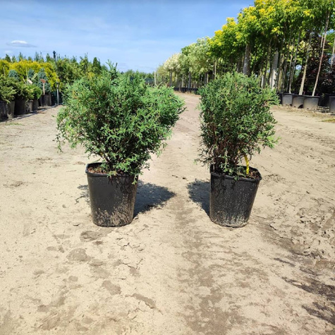 Żywotnik zachodni Tuja Thuja Tiny Tim (C2)