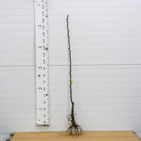 Grusza azjatycka Kumoi Plant Pack