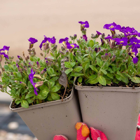 Żagwin ogrodowy niebieski (C2)