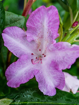 Rododendron Lumina (C2)