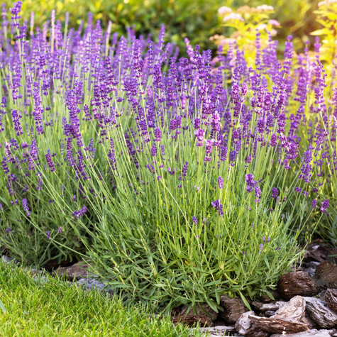 Zestaw Lawenda wąskolistna lekarska Hidcote Compact 6 szt