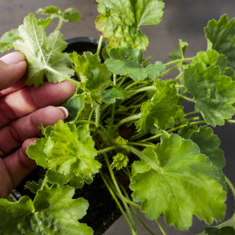 Żurawka ogrodowa Frosted Green (C2)