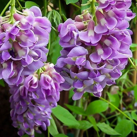 Glicynia amerykańska Longwood Purple