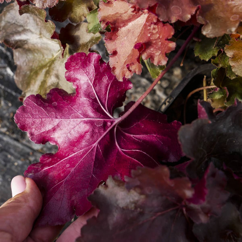 Żurawka ogrodowa Maroon (C2)